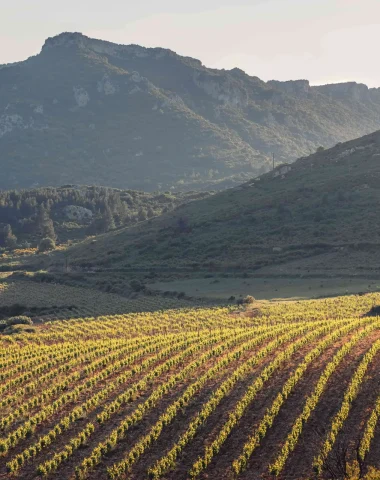 Les vignobles
