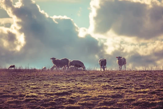 Le parc naturel régional de la Narbonnaise